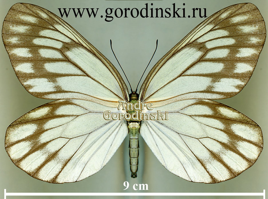 http://www.gorodinski.ru/pieridae/Aporia largeteaui largeteaui.jpg